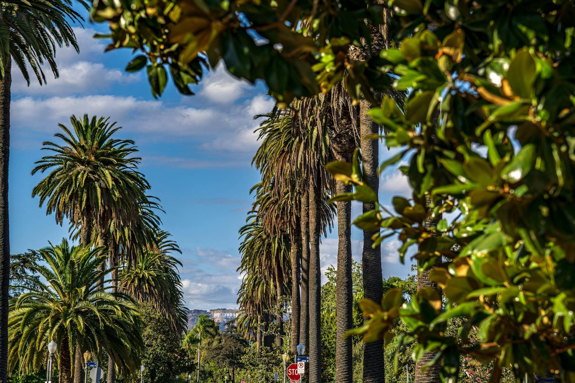 gay hookups and gay cruising spots in weho los angeles with image of palm trees and the hollywood sign in the distance photo via Simon steiner